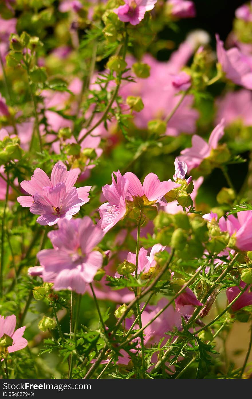 Flower background in the summer