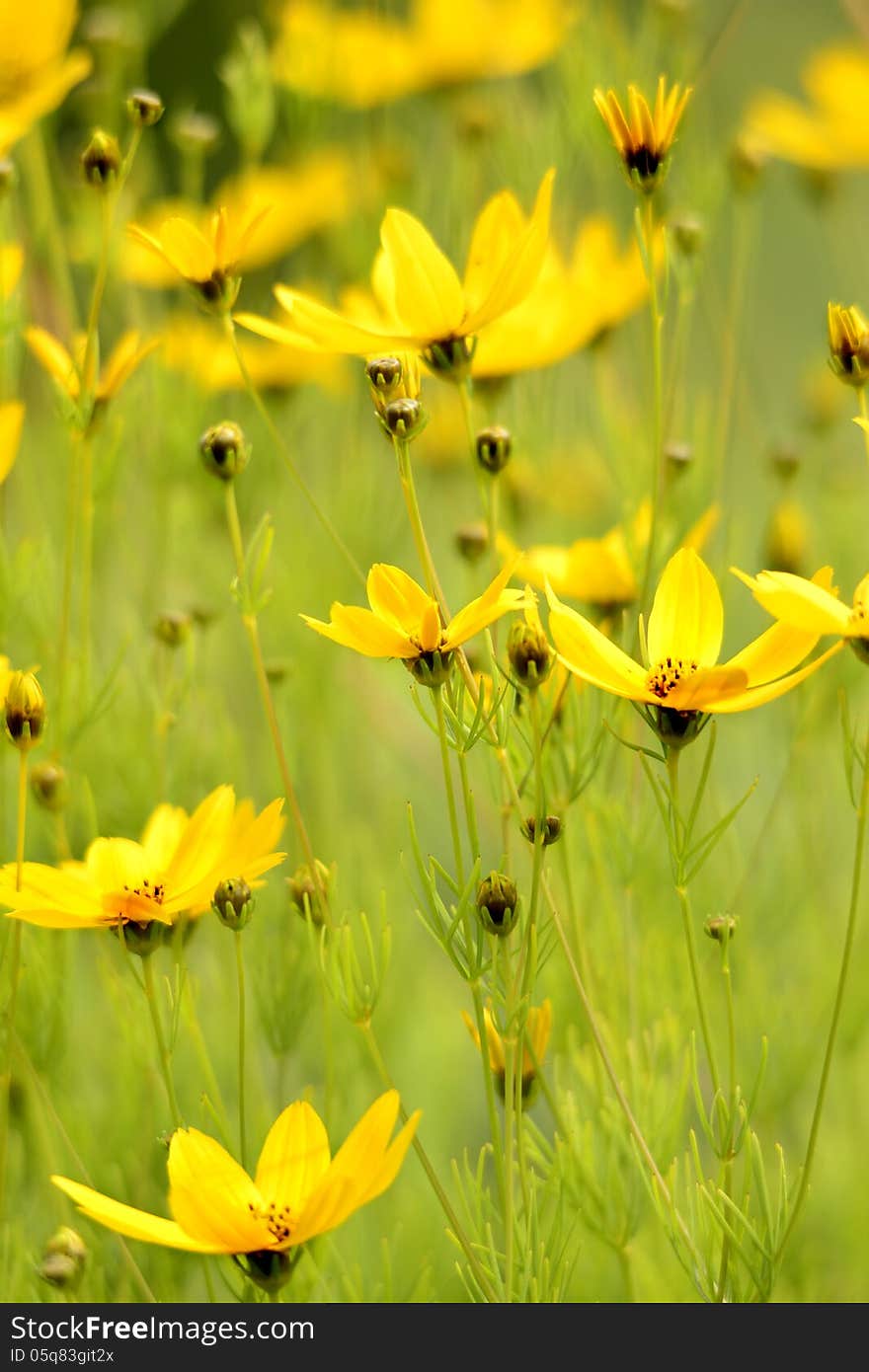 Flower background in the summer