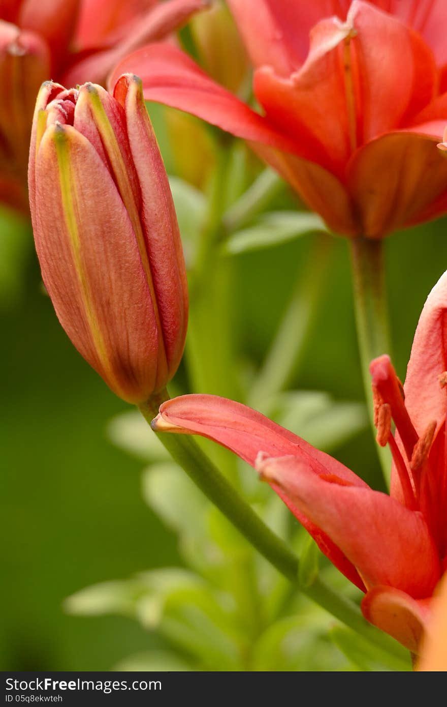 Flower background in the summer