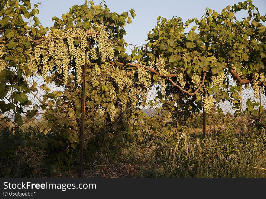 Grapes on a fence under the afternoon sun