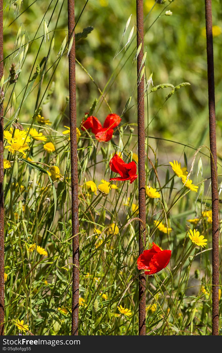 Red poppie in a garden of my friend