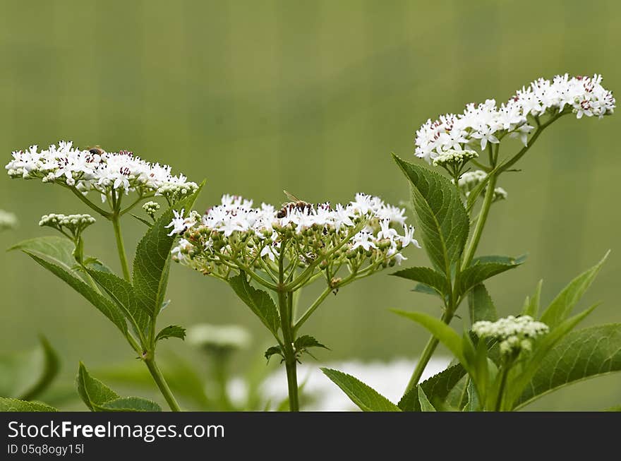 Flower Of Sambucus