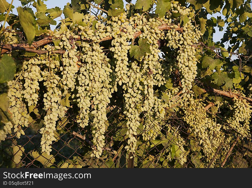 Grapes on a fence under the afternoon sun