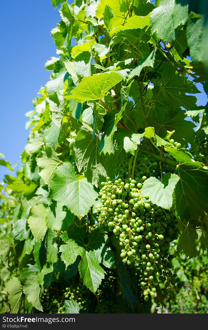 Clusters of young Malbec grapes