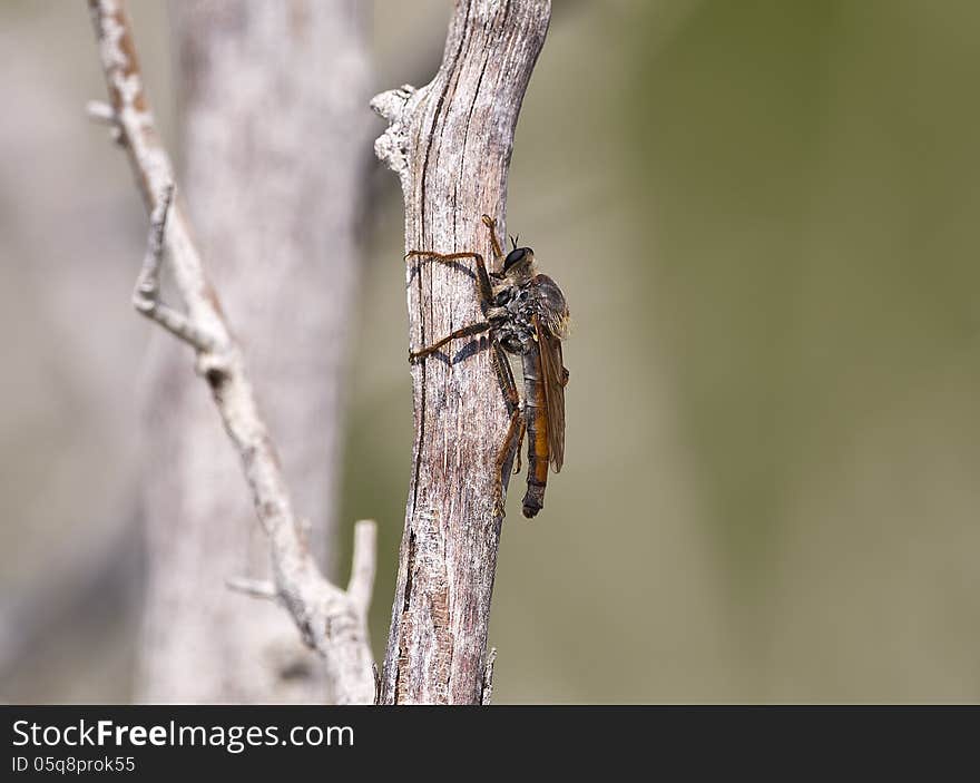 Killer Fly &x28;Laphria Marginata&x29