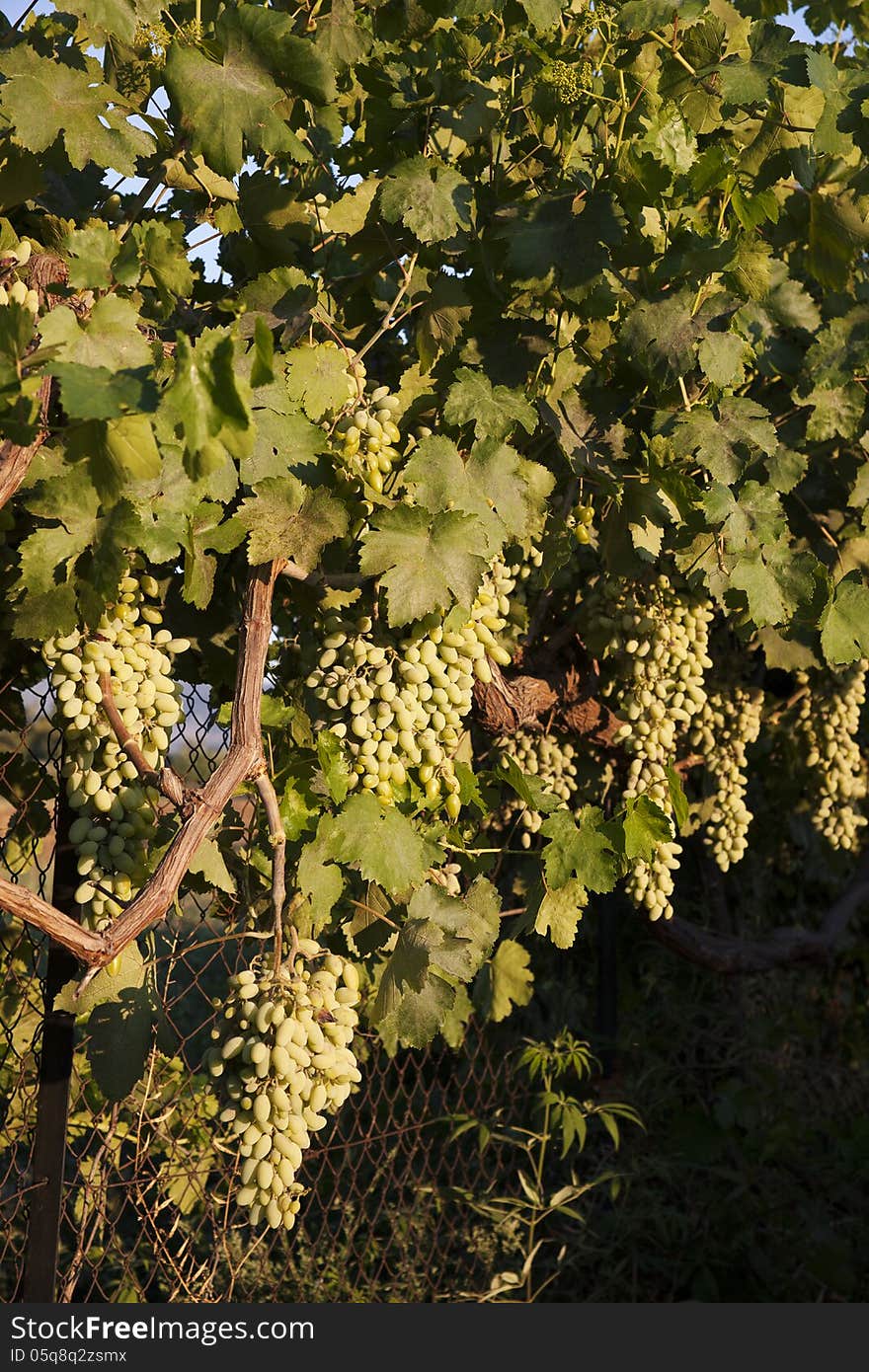 Grapes on a fence under the afternoon sun