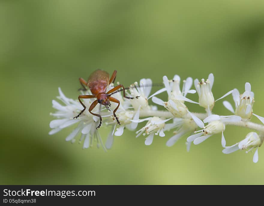 Beetle red - (Cantharis rustica) refers to a family of Cantharididae, the representatives of which are characterized by long soft body and bright color. Beetle red - (Cantharis rustica) refers to a family of Cantharididae, the representatives of which are characterized by long soft body and bright color.