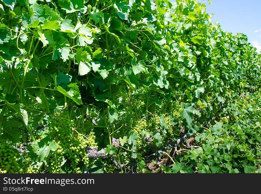 Clusters of young Pinot gris grapes