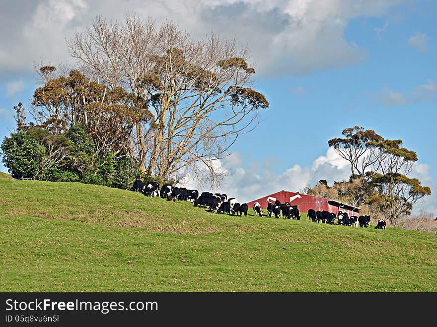 Herd of cattle grazing on grass hill in front of red farm shed. Herd of cattle grazing on grass hill in front of red farm shed