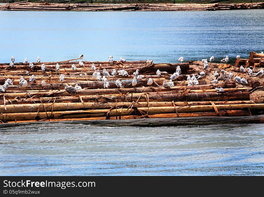A group of various water fowl resting or standing cleaning themselves on logs that have been lashed together in the water in Puget Sound Washington. A group of various water fowl resting or standing cleaning themselves on logs that have been lashed together in the water in Puget Sound Washington.