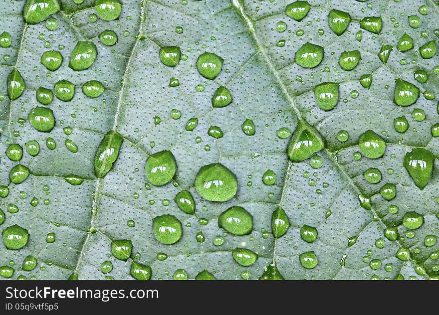 Close up view of green leaf with water drops. Abstract background.