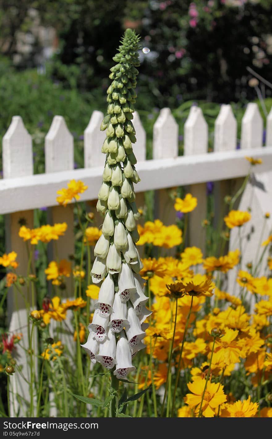 White and purple foxglove against a white picket fence. White and purple foxglove against a white picket fence