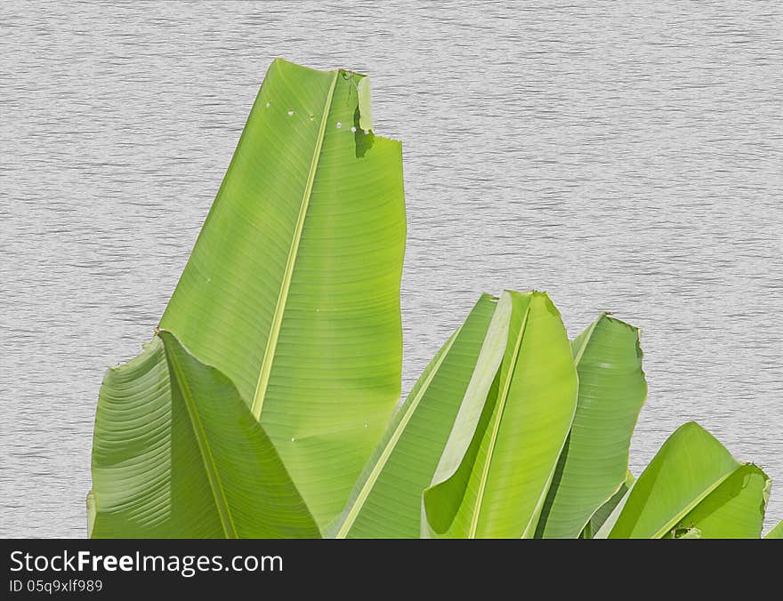 The Bright Banana Leaf on Wooden Wall Background