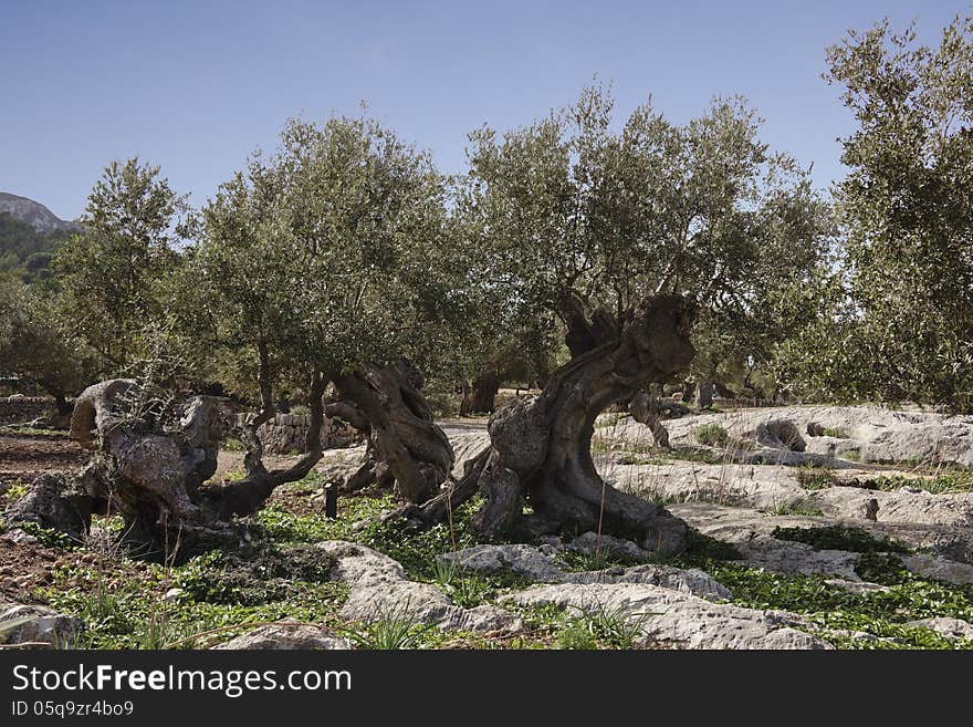 Olive Trees On The Mountains Of Mallorca