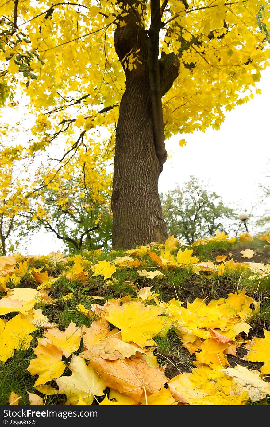 Autumn maple leaves and tree ( focus on leaves on a grass )