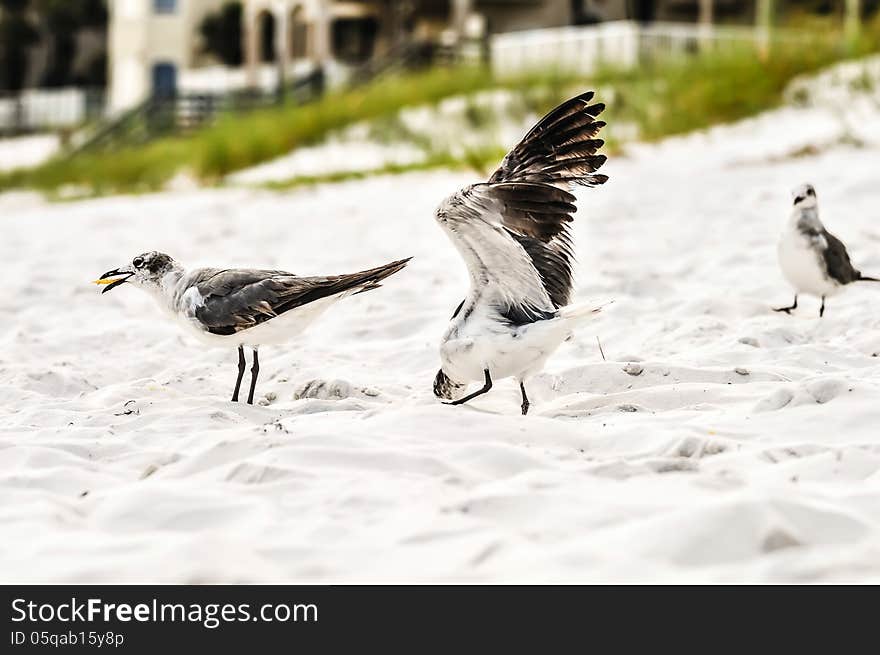 Seagulls on beach sand