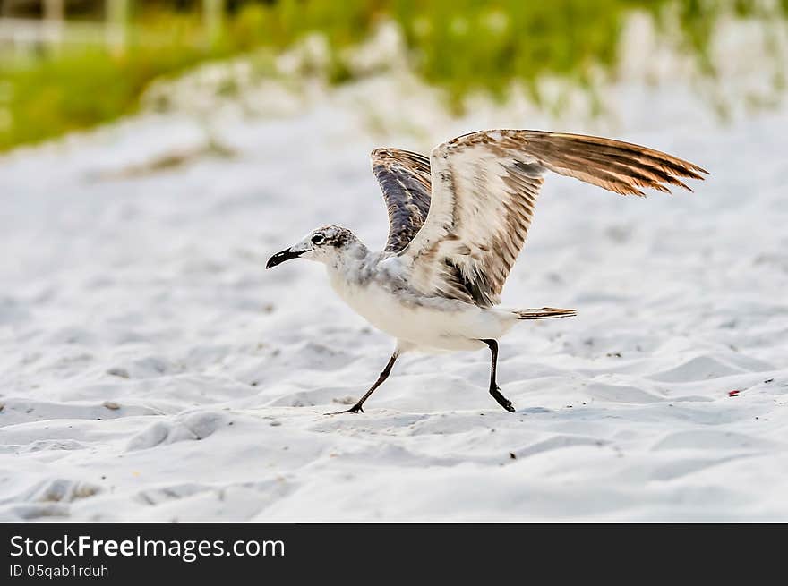 Seagulls on beach sand