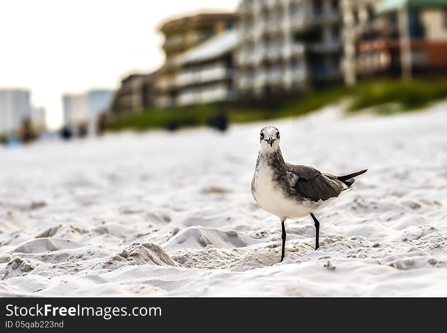 Seagulls On Beach Sand