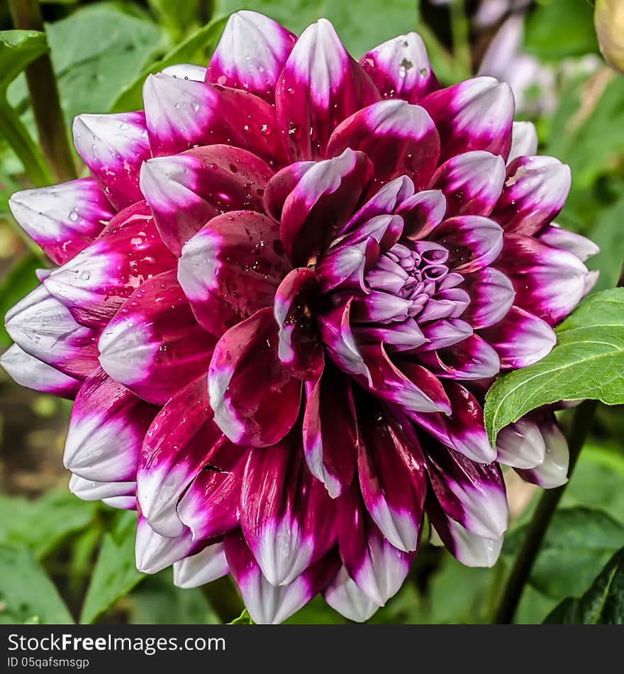 Close up photo of a red and white dahlia