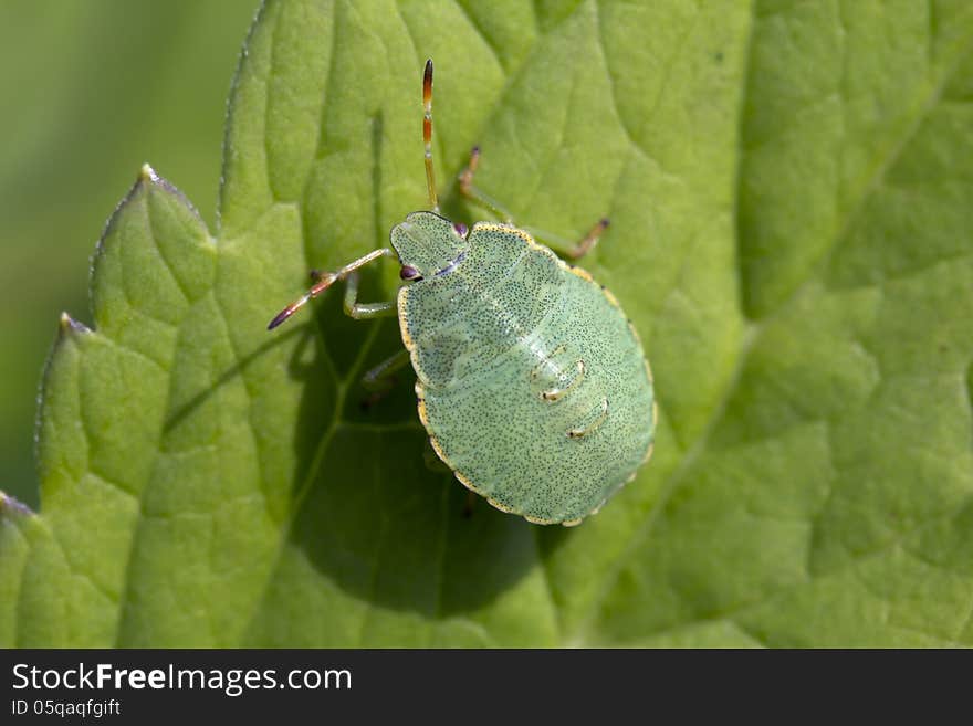 Nymph a bug. Palomena prasina &x28;young bug shchitnikov&x29;.