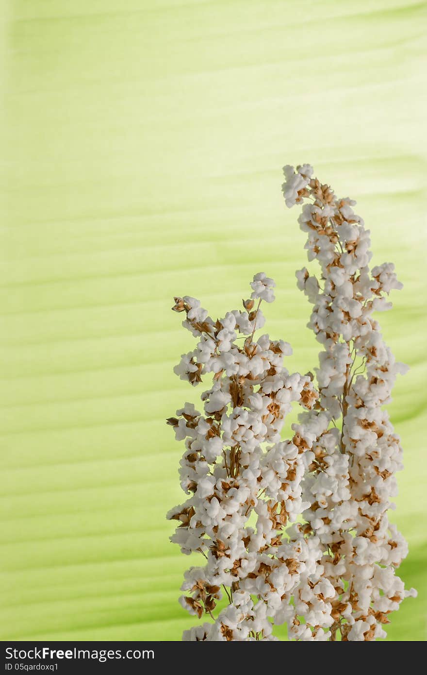 Bouquet of popped rice with banana leaf background.