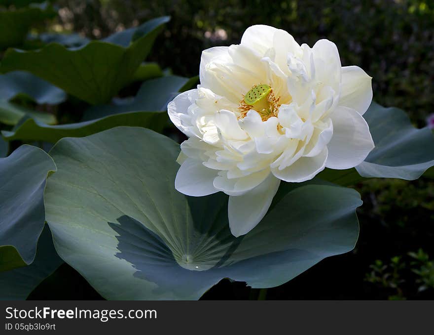 One of the most beautiful aquatic plants on our planet is, of course, Lotus, “nymph нелюмбо”, the sublime beauty, which is in the waters around the world no rivals. One of the most beautiful aquatic plants on our planet is, of course, Lotus, “nymph нелюмбо”, the sublime beauty, which is in the waters around the world no rivals.