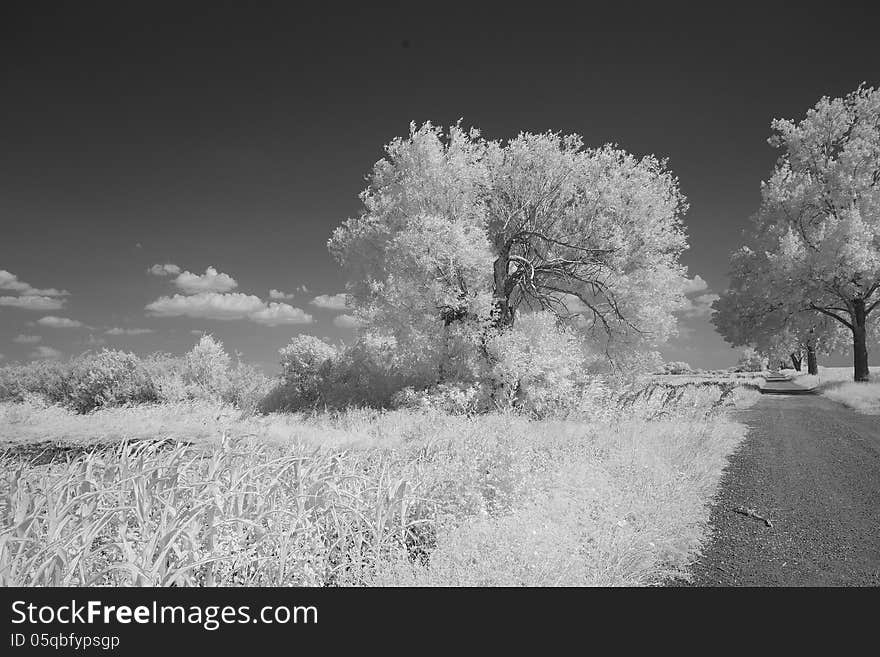 Dirt street leading into rural landscape, seamed by trees. In the foregroumd reeds. All that seen in infrared light, which is rendering every part of plants which contains chlorophyll as white. Dirt street leading into rural landscape, seamed by trees. In the foregroumd reeds. All that seen in infrared light, which is rendering every part of plants which contains chlorophyll as white.