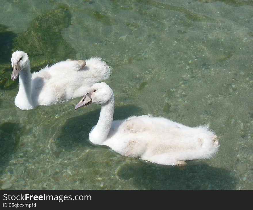 Baby Swans