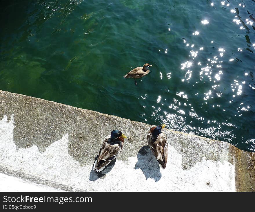 A picture of an water bird