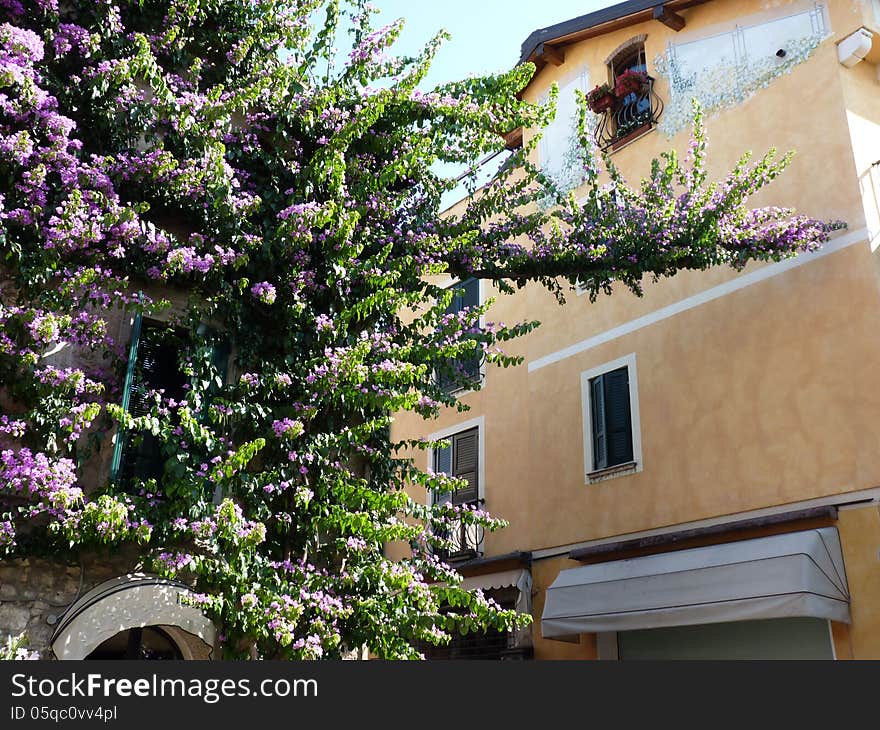 An old bougainvillea in bloom