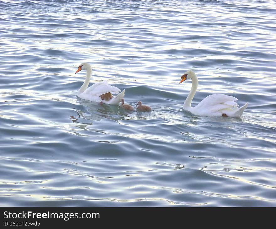 Swan Family