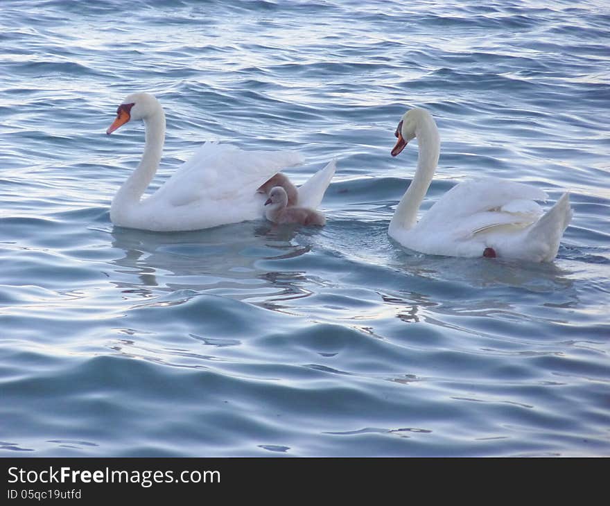 Swan Family Swiming In The Lake