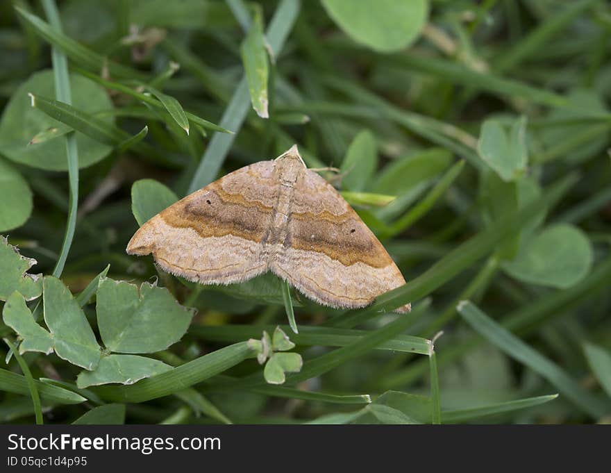 Butterfly Moth ruled brown &x28;Scotopteryx chenopodiata&x29;.