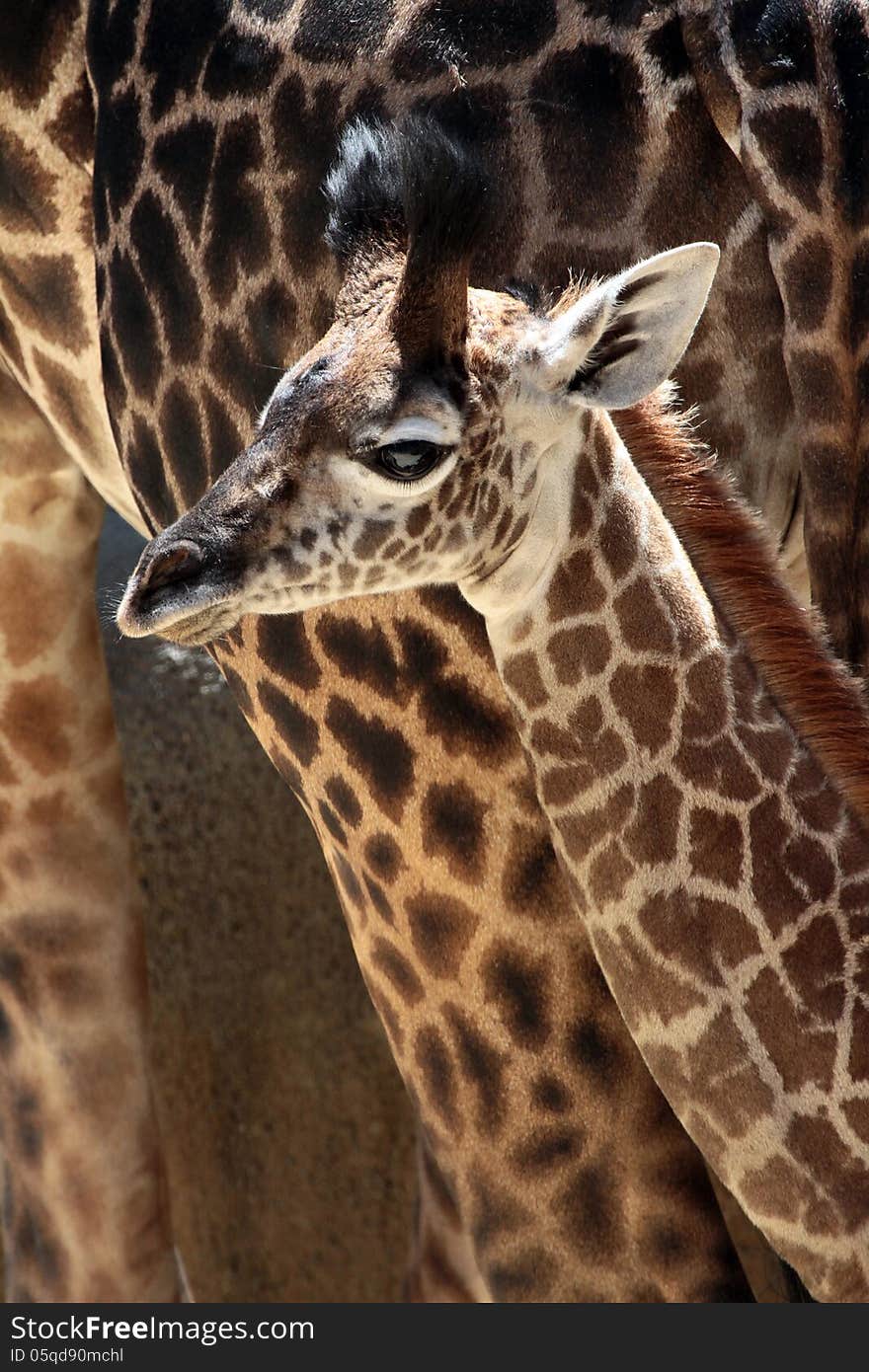 Young Just Born Baby Masai Giraffe Standing By Mom Portrait