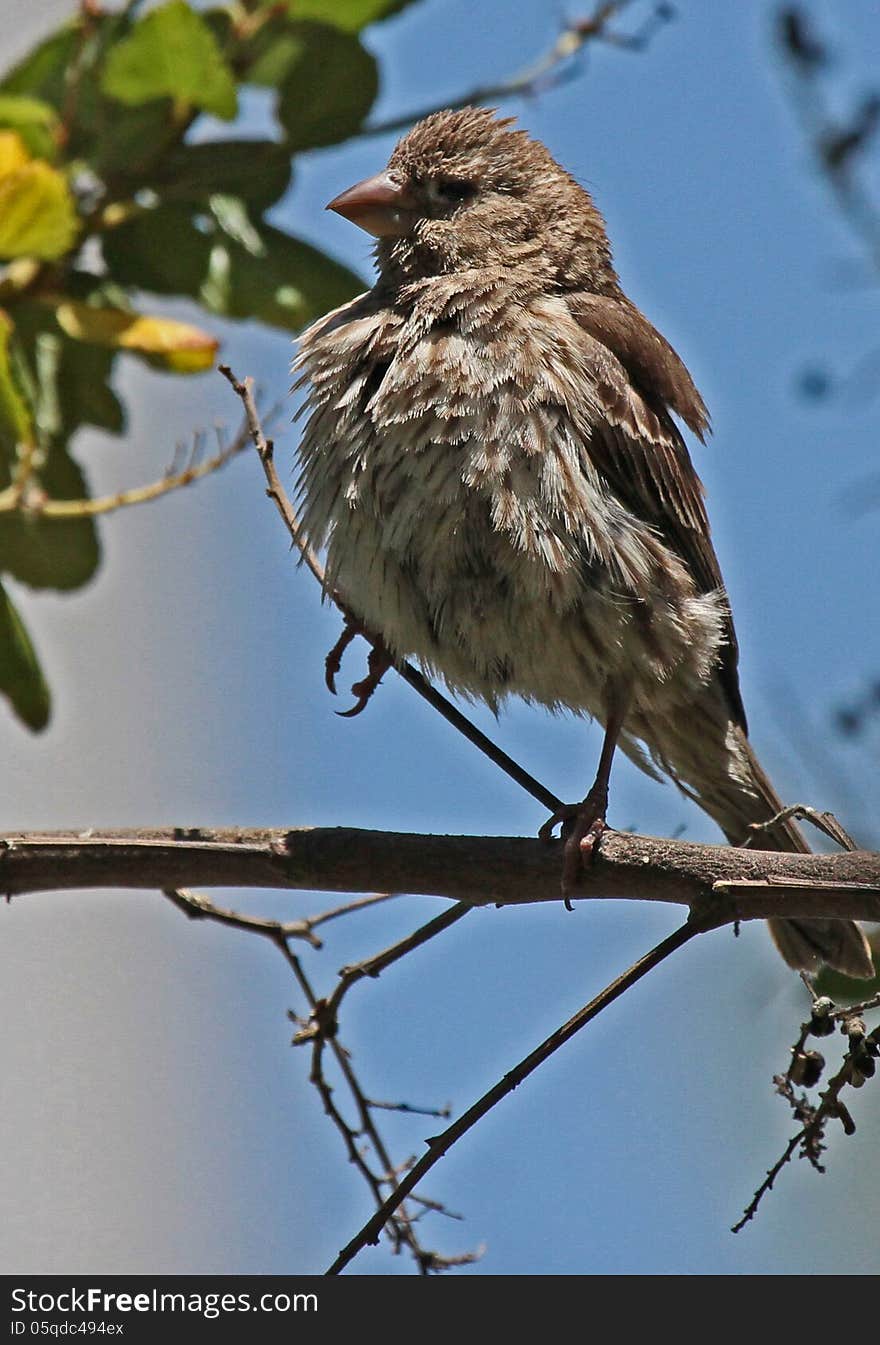 Common House Finch Sitting On Tree Branch. Common House Finch Sitting On Tree Branch