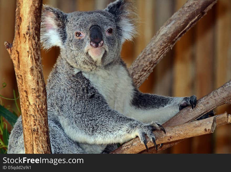 Australian Koala Bear Sitting In Tree Facing Viewer