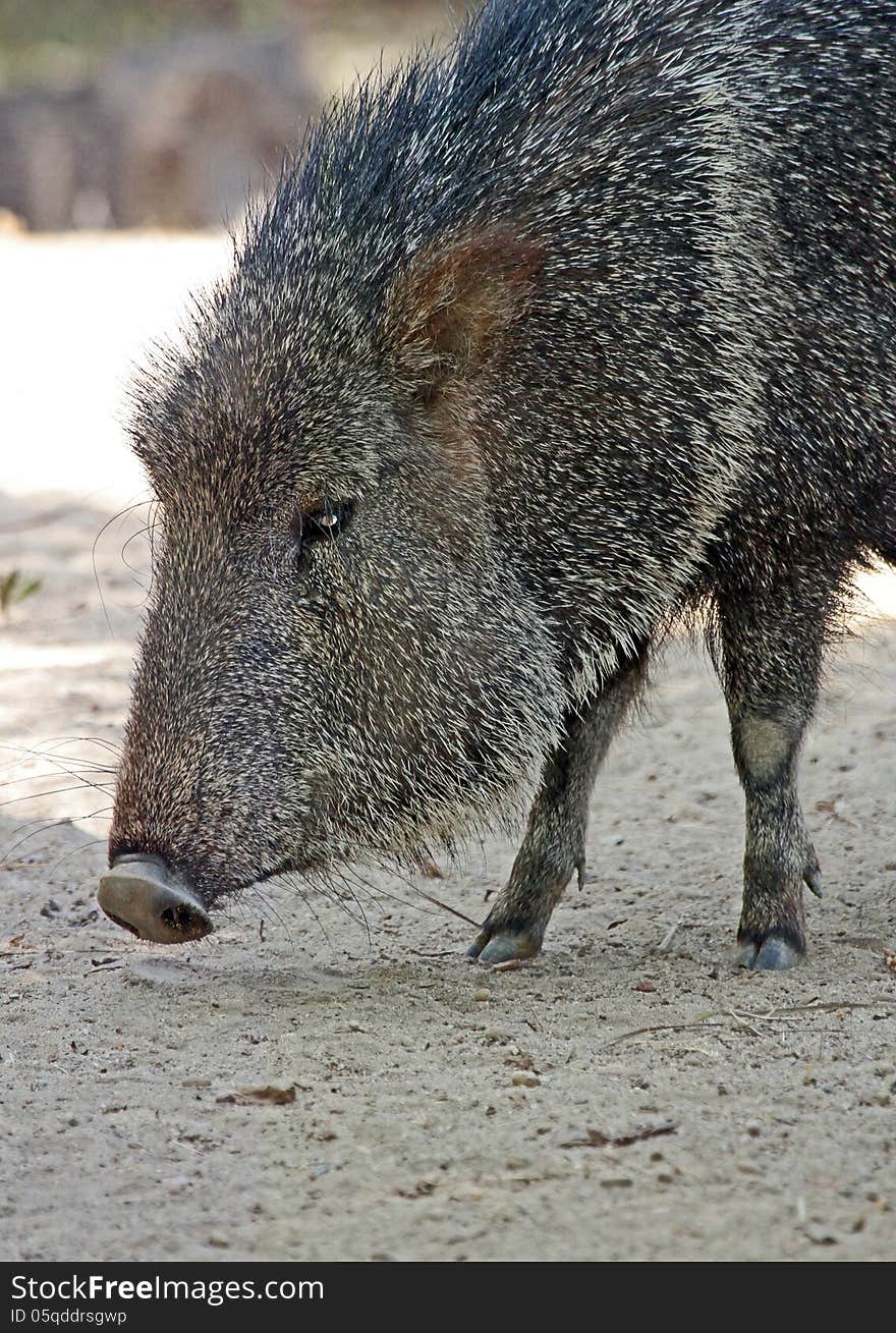 Chacoan Wild Pig Profile Head Portrait. Chacoan Wild Pig Profile Head Portrait