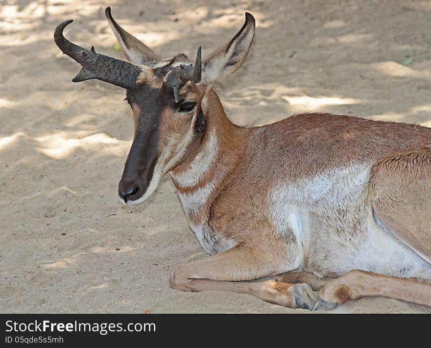 Male American Desert Antelope Sitting In Sand