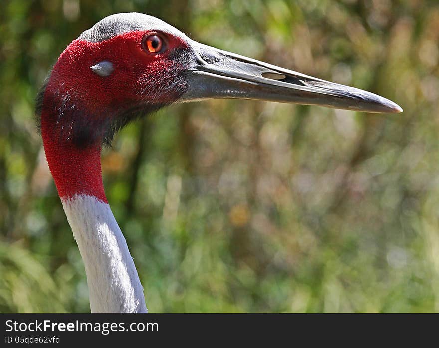 Large Red Head Tropical Asian Bird. Large Red Head Tropical Asian Bird