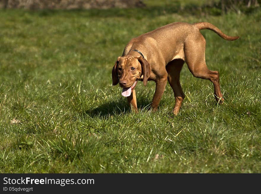 Hungarian vizsla found a trail