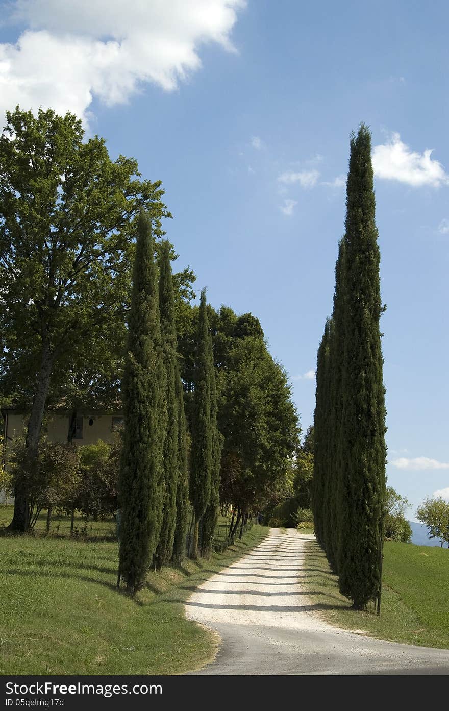 Italian lane with cypresses