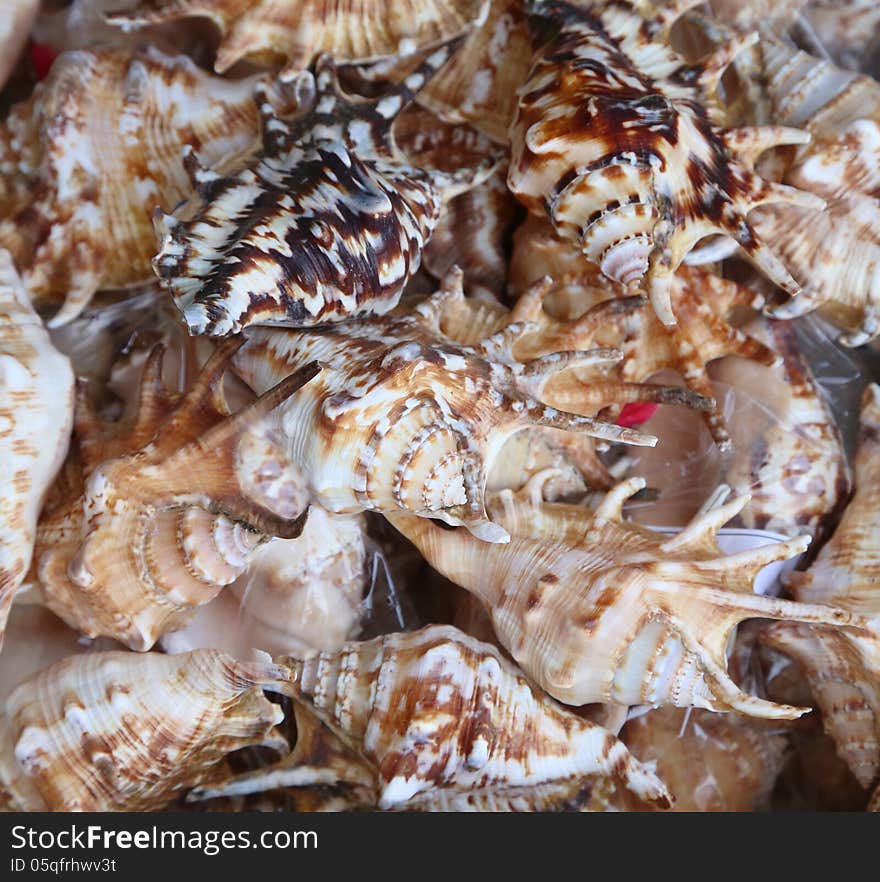 Background of seashells photographed close-up. Whole background.