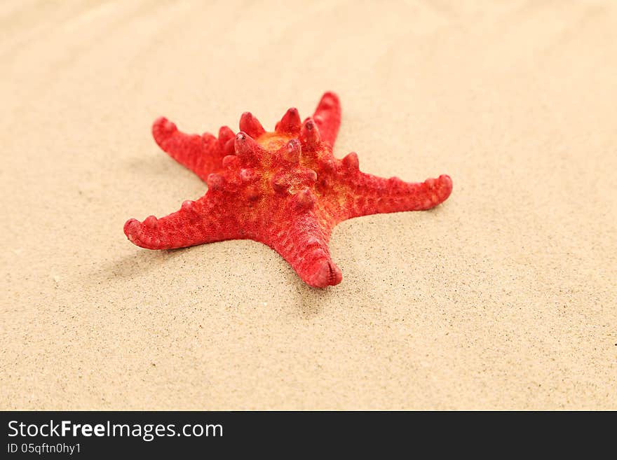 One red starfish is located on sandy background