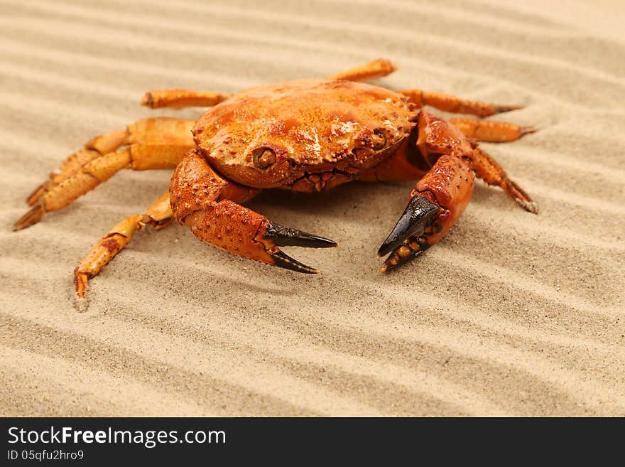 One crab is located on sandy background