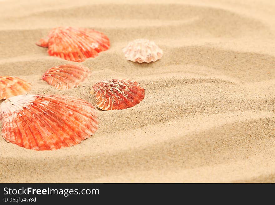 Lot of shells is located on sandy background. See my other works in portfolio.