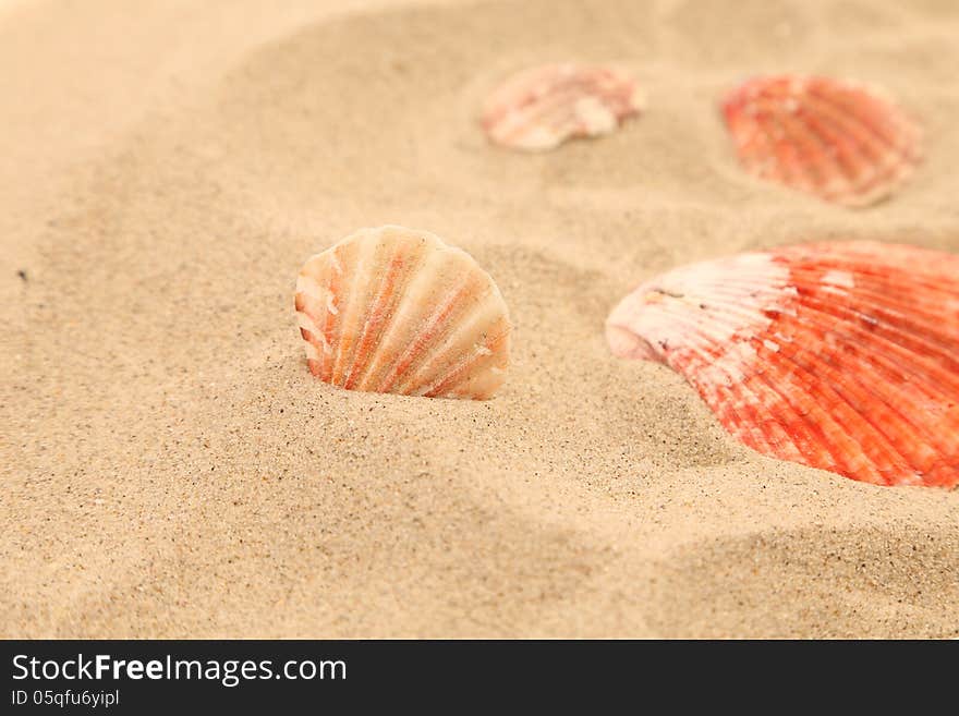 Lot of shells is located on sandy background