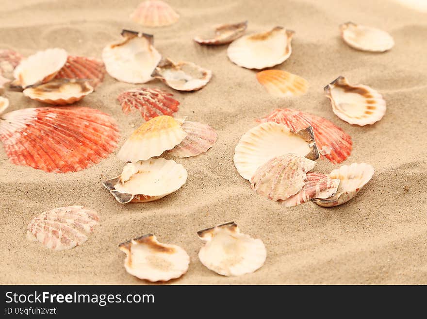 Lot of shells is located on sandy background. See my other works in portfolio.