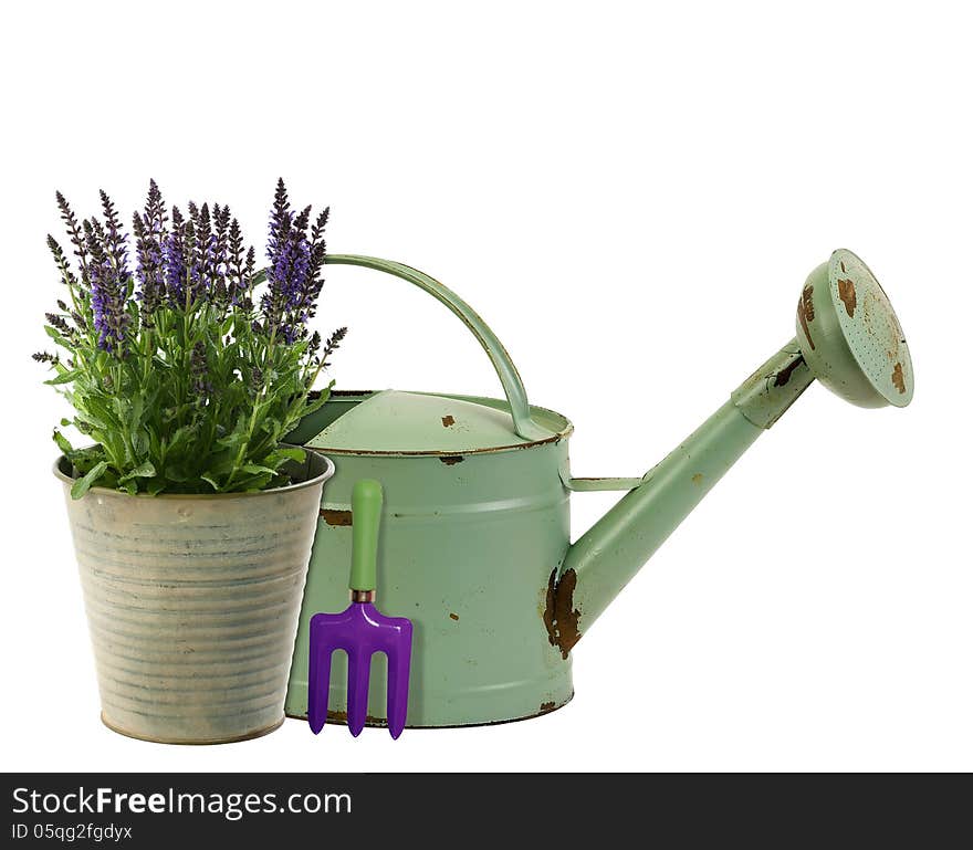 Fresh lavender in an aluminum bucket with rustic watering can. Fresh lavender in an aluminum bucket with rustic watering can