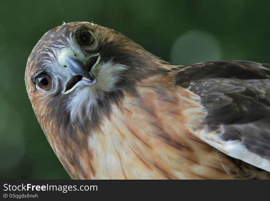 This is Henna, the educational red tailed hawk at a wildlife rehabilitation center in Illinois. I was introduced to her when attending a picnic held for volunteers of a rescue group that I belong to. I tried taking this photo of her at a different angle. She was very patient with me and allowed me many photos. This is Henna, the educational red tailed hawk at a wildlife rehabilitation center in Illinois. I was introduced to her when attending a picnic held for volunteers of a rescue group that I belong to. I tried taking this photo of her at a different angle. She was very patient with me and allowed me many photos.