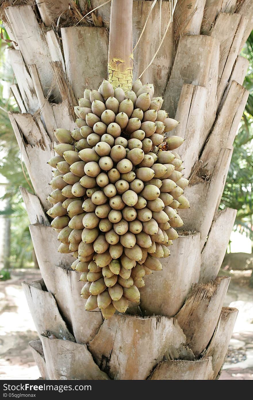 seed palm on big trunk tree fruit and trunk palm fruit palm hold fruit palm on trunk with scar leaves sheet a perfect of fruit palm view. seed palm on big trunk tree fruit and trunk palm fruit palm hold fruit palm on trunk with scar leaves sheet a perfect of fruit palm view